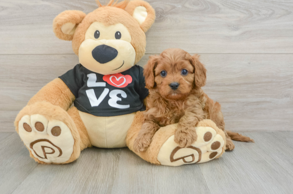6 week old Cavapoo Puppy For Sale - Lone Star Pups