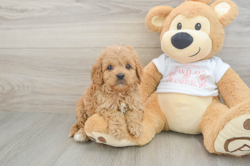 7 week old Cavapoo Puppy For Sale - Lone Star Pups