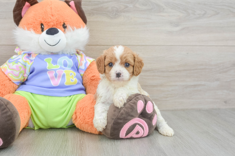 5 week old Cavapoo Puppy For Sale - Lone Star Pups