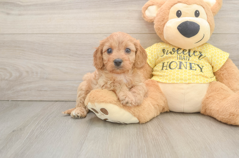 6 week old Cavapoo Puppy For Sale - Lone Star Pups