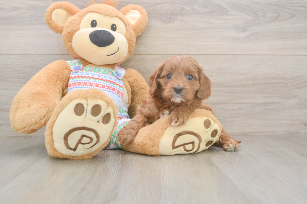 5 week old Cavapoo Puppy For Sale - Lone Star Pups