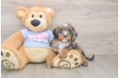 Adorable Cavalier King Charles Spaniel and Poodle Mix Poodle Mix Puppy