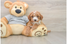 Sweet Cavapoo Baby