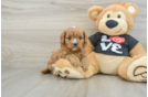 Cavapoo Puppy for Adoption