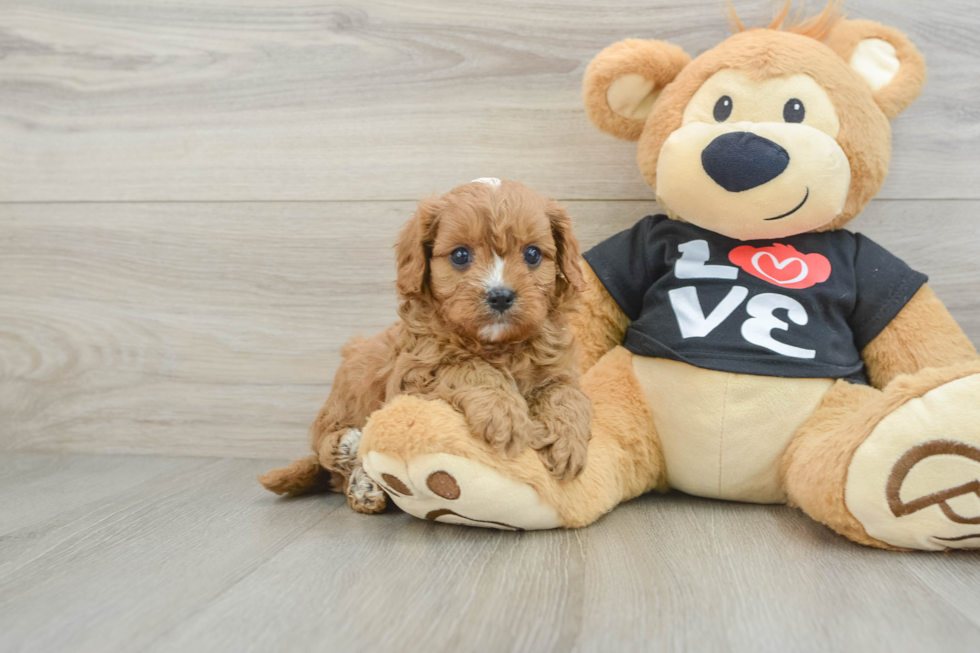 Cavapoo Puppy for Adoption