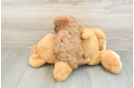 Sweet Cavapoo Baby