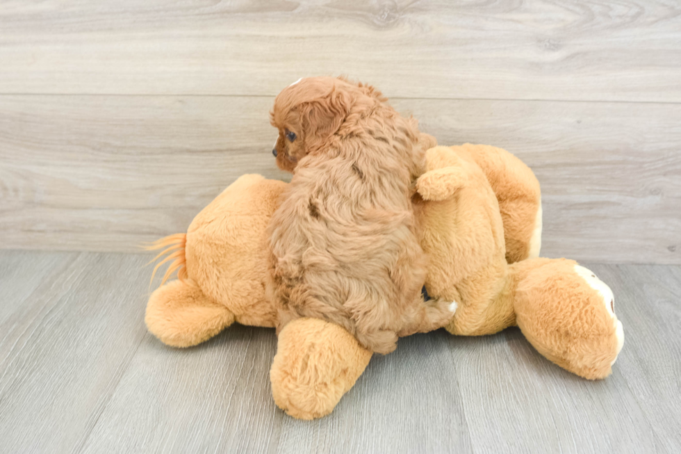 Sweet Cavapoo Baby