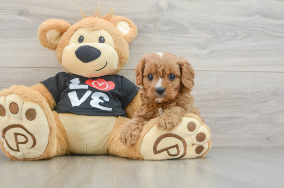 6 week old Cavapoo Puppy For Sale - Lone Star Pups