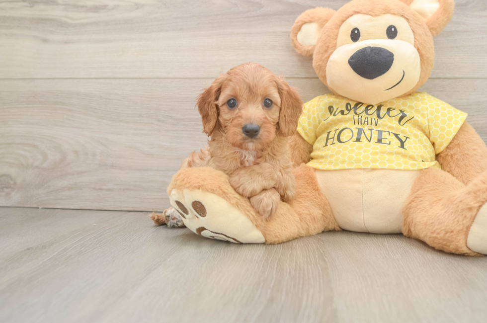 6 week old Cavapoo Puppy For Sale - Lone Star Pups