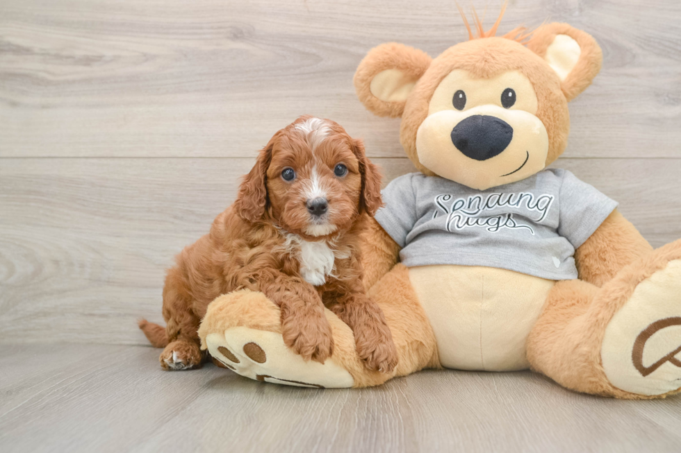 Popular Cavapoo Poodle Mix Pup