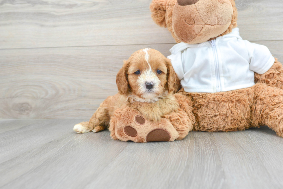 Cavapoo Puppy for Adoption