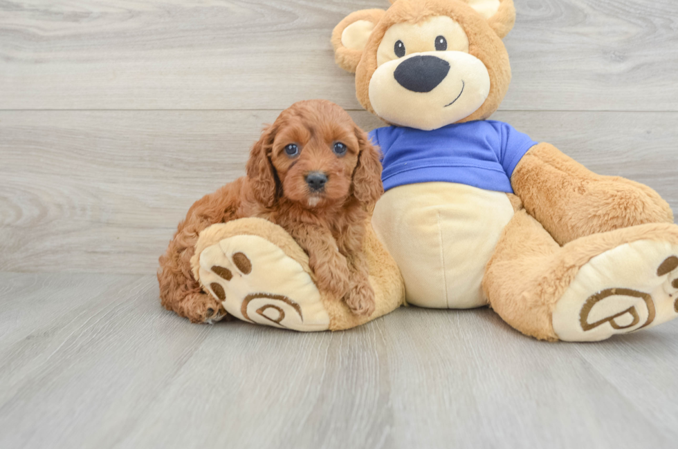 6 week old Cavapoo Puppy For Sale - Lone Star Pups