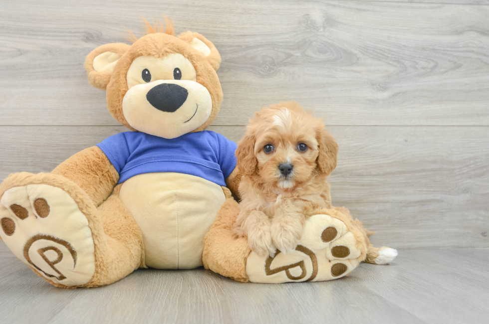 7 week old Cavapoo Puppy For Sale - Lone Star Pups