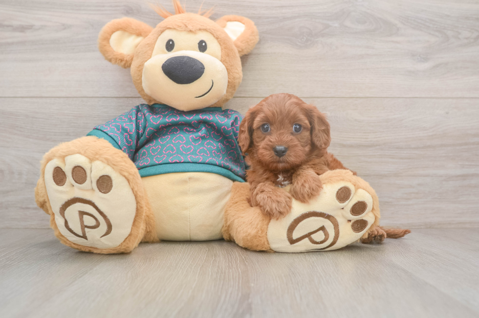 5 week old Cavapoo Puppy For Sale - Lone Star Pups