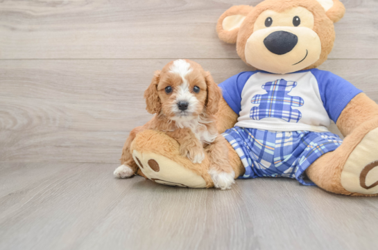SOPHIA, a Cavapoo littermate