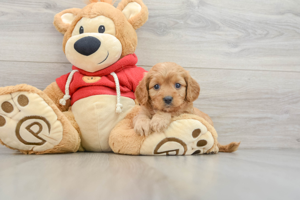 Cavapoo Pup Being Cute