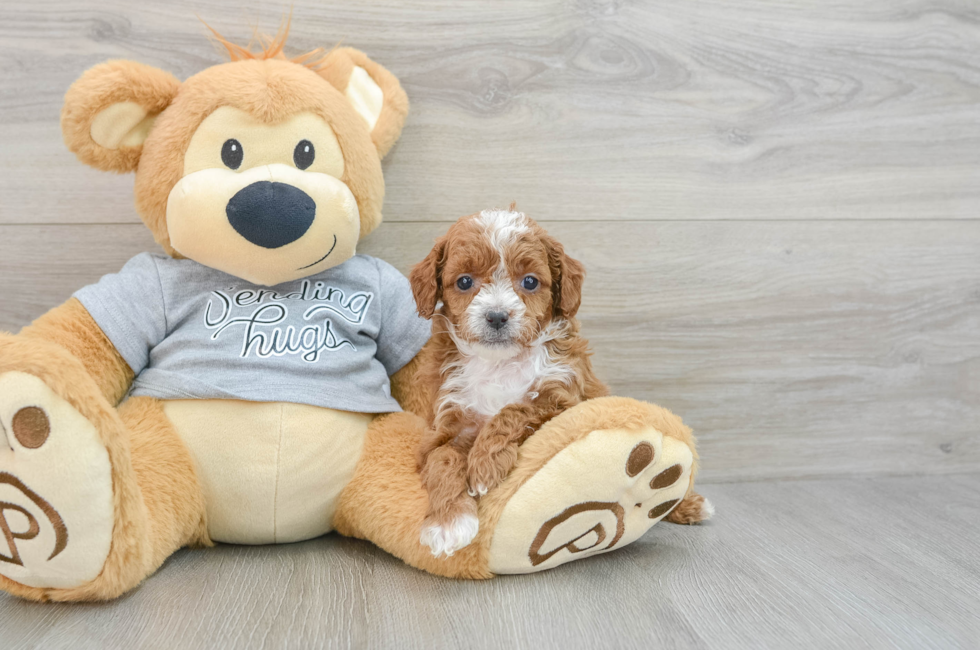 6 week old Cavapoo Puppy For Sale - Lone Star Pups