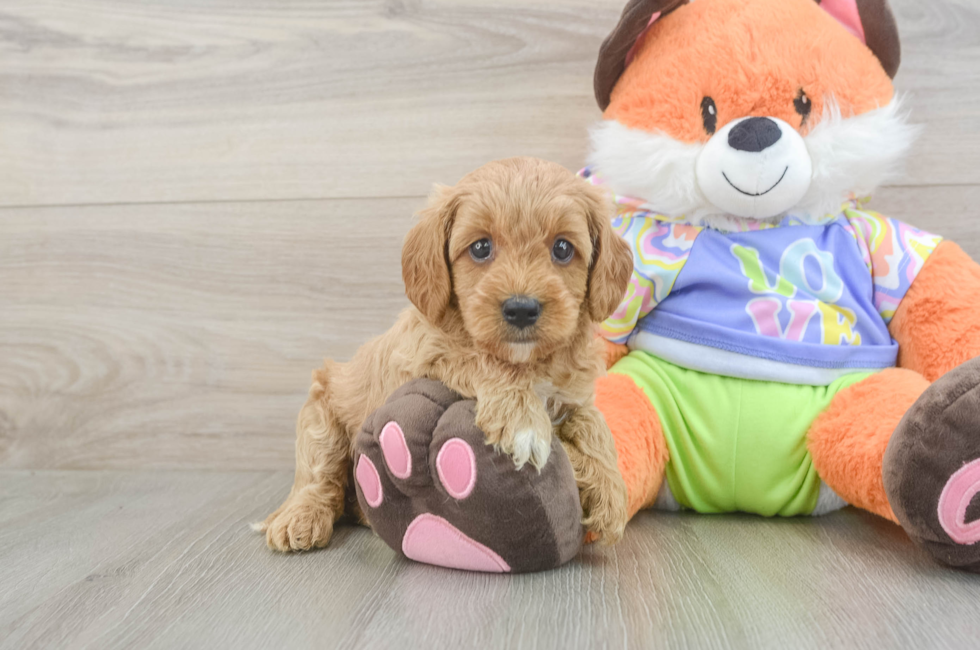 6 week old Cavapoo Puppy For Sale - Lone Star Pups