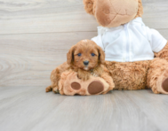 8 week old Cavapoo Puppy For Sale - Lone Star Pups