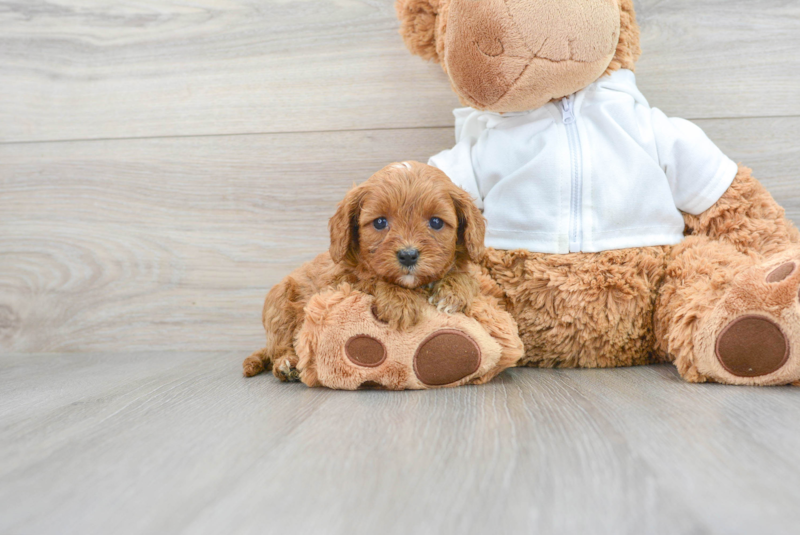 Meet Sriracha - our Cavapoo Puppy Photo 1/3 - Lone Star Pups