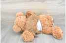 Playful Cavoodle Poodle Mix Puppy