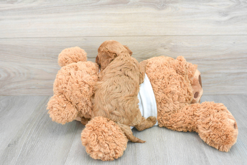 Meet Sriracha - our Cavapoo Puppy Photo 2/3 - Lone Star Pups