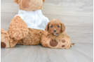 Cavapoo Puppy for Adoption