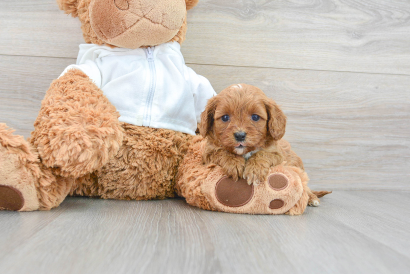 Meet Sriracha - our Cavapoo Puppy Photo 3/3 - Lone Star Pups