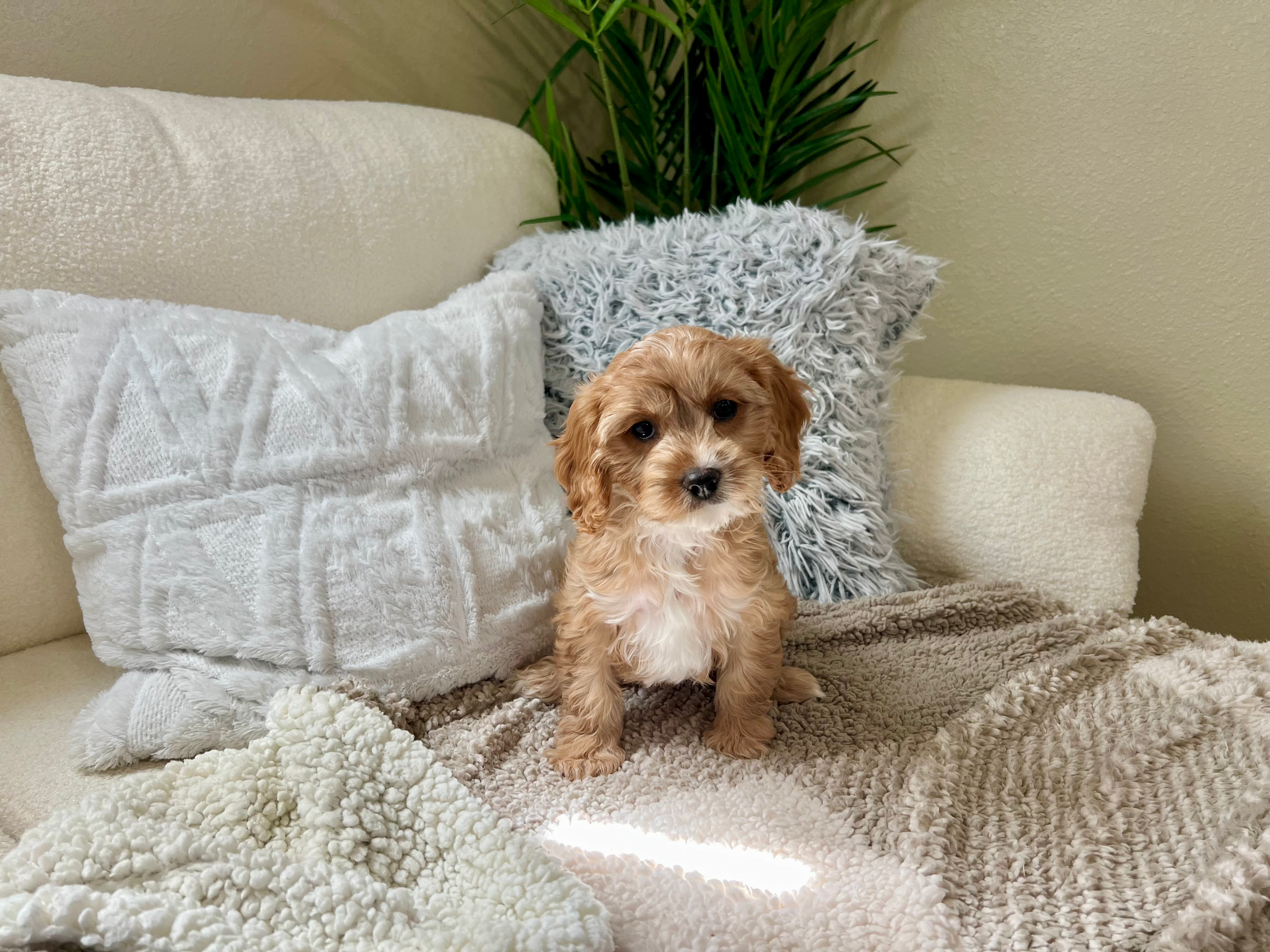 Cute Cavapoo Poodle Mix Pup