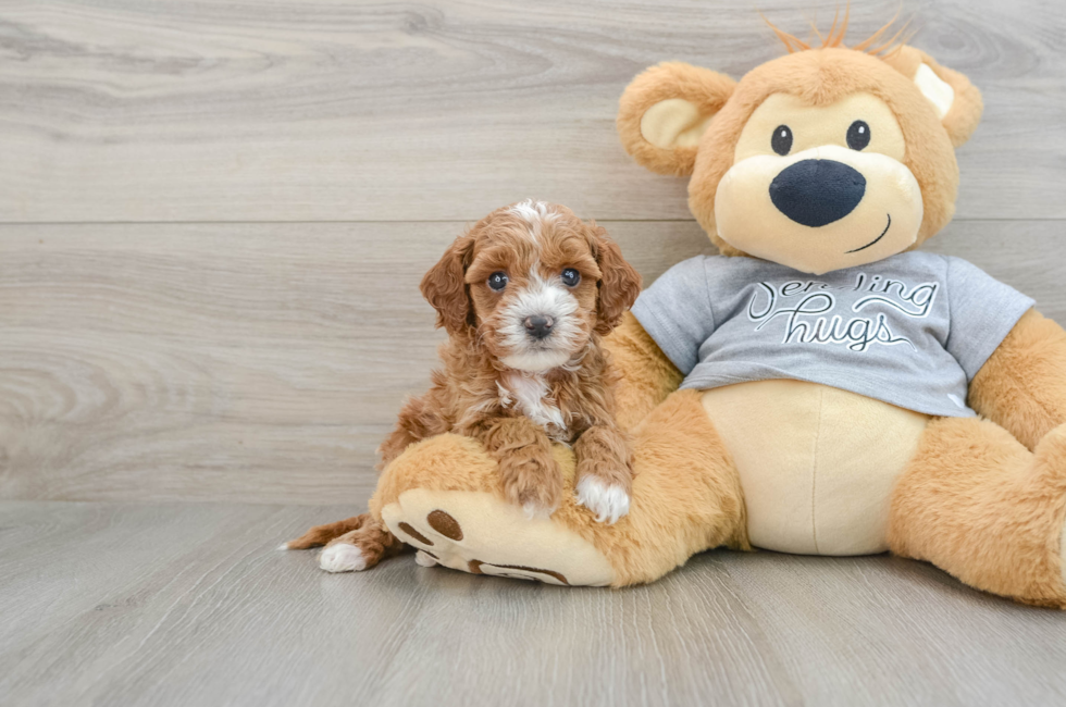 6 week old Cavapoo Puppy For Sale - Lone Star Pups