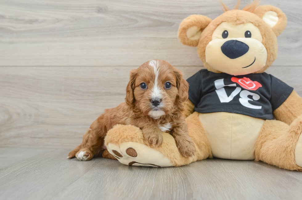 6 week old Cavapoo Puppy For Sale - Lone Star Pups