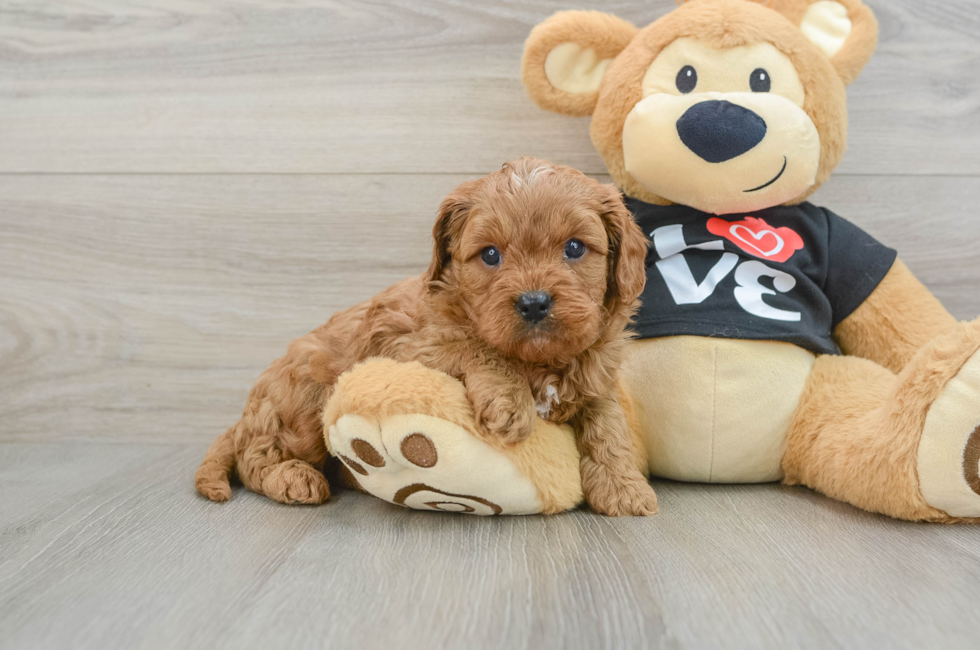 6 week old Cavapoo Puppy For Sale - Lone Star Pups