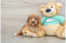 Playful Cavapoodle Poodle Mix Puppy