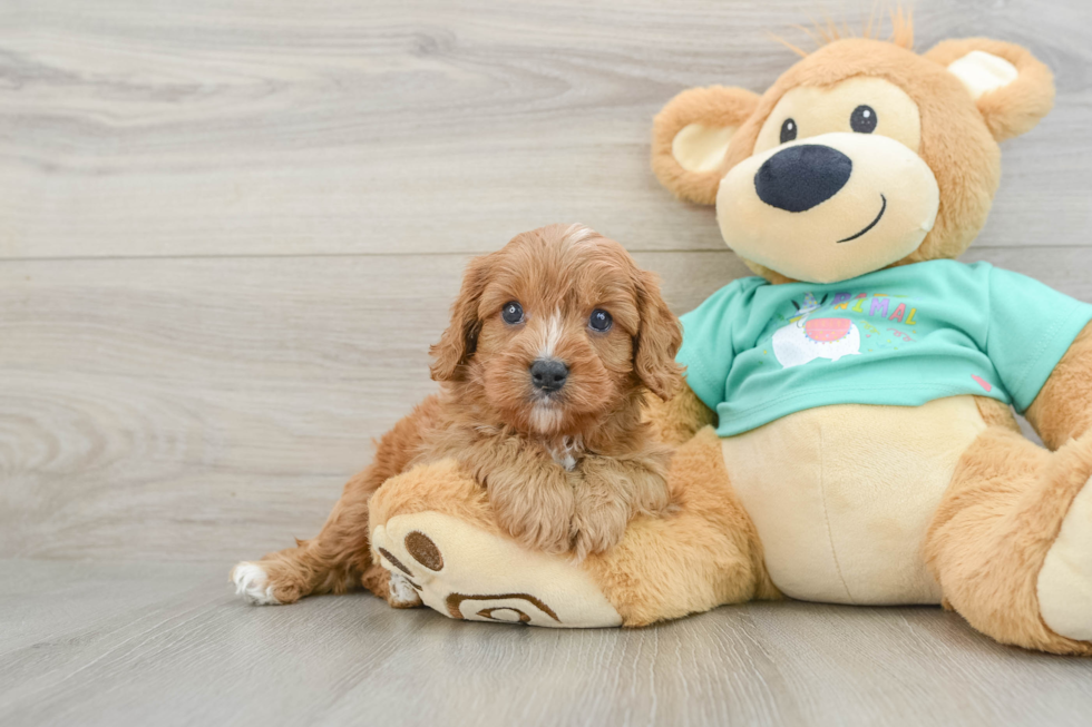 Playful Cavapoodle Poodle Mix Puppy