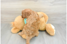 Hypoallergenic Cavadoodle Poodle Mix Puppy