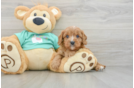 Adorable Cavalier King Charles Spaniel and Poodle Mix Poodle Mix Puppy