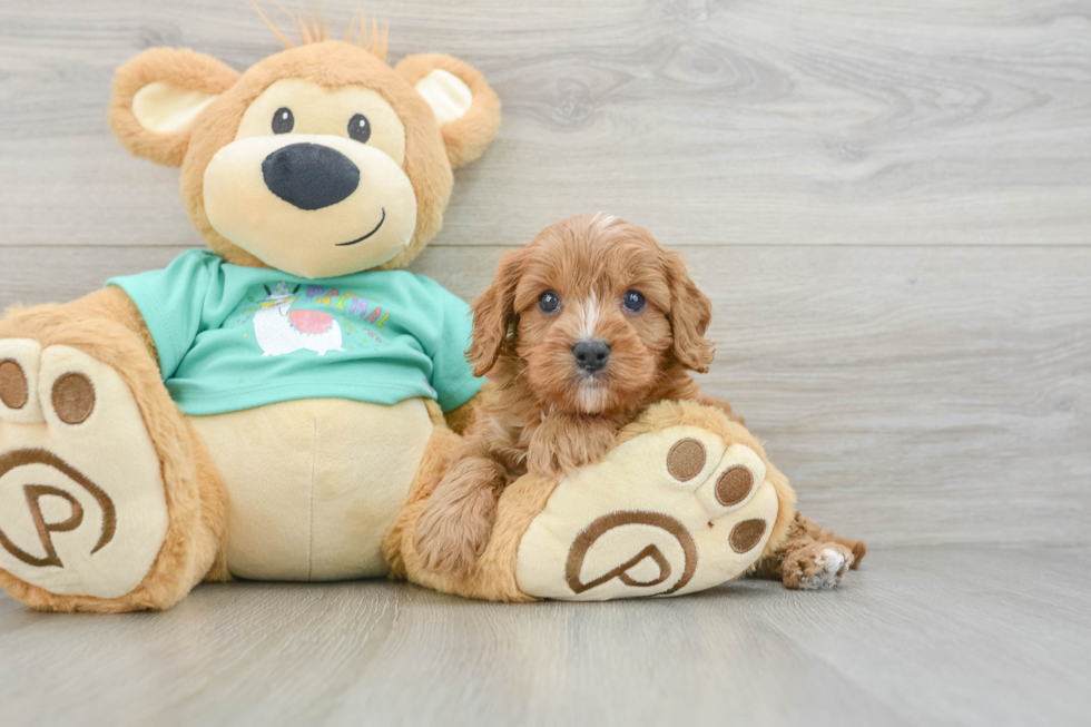 Adorable Cavalier King Charles Spaniel and Poodle Mix Poodle Mix Puppy