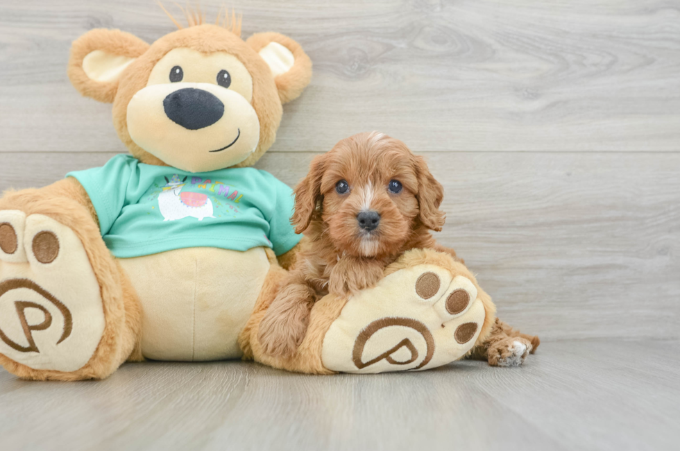 6 week old Cavapoo Puppy For Sale - Lone Star Pups