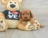 8 week old Cavapoo Puppy For Sale - Lone Star Pups