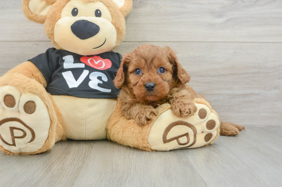6 week old Cavapoo Puppy For Sale - Lone Star Pups