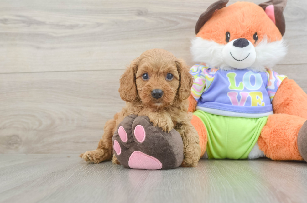 6 week old Cavapoo Puppy For Sale - Lone Star Pups
