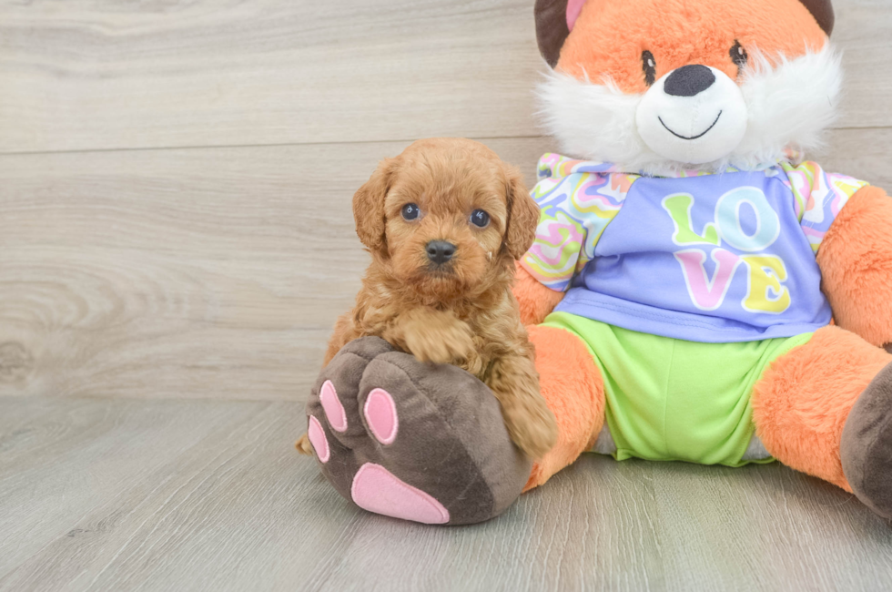 5 week old Cavapoo Puppy For Sale - Lone Star Pups