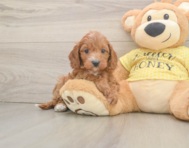 9 week old Cavapoo Puppy For Sale - Lone Star Pups