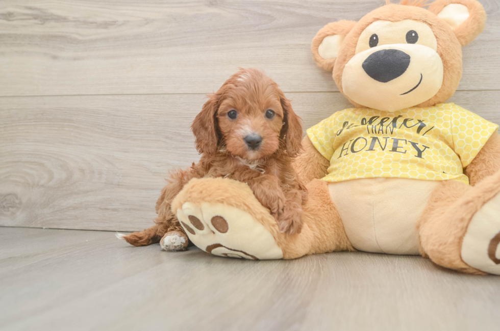 6 week old Cavapoo Puppy For Sale - Lone Star Pups