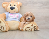 8 week old Cavapoo Puppy For Sale - Lone Star Pups
