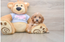 Cavapoo Pup Being Cute