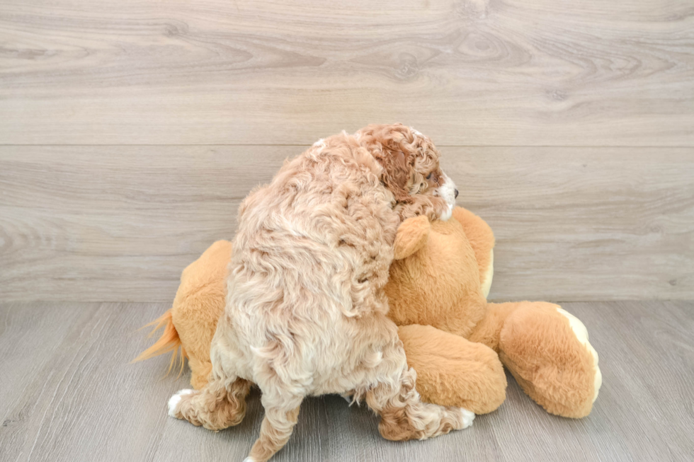 Popular Cavapoo Poodle Mix Pup