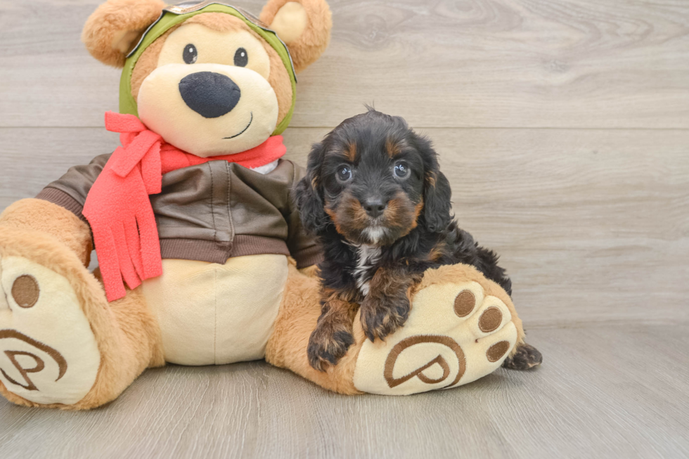 Popular Cavapoo Poodle Mix Pup