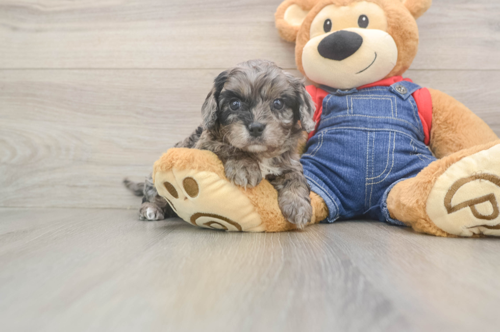 5 week old Cavapoo Puppy For Sale - Lone Star Pups