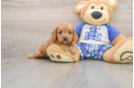 Popular Cavapoo Poodle Mix Pup